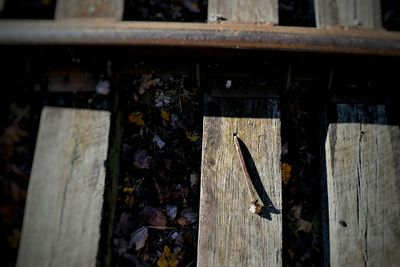 Close-up of wooden plank