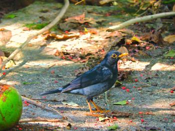 Close-up side view of a bird