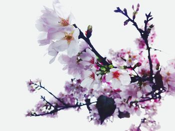 Low angle view of pink flowers blooming on tree