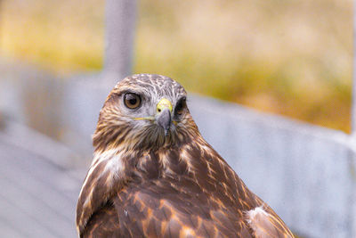 Close-up portrait of a common buzzard