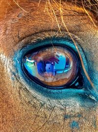 Close-up of blue eye