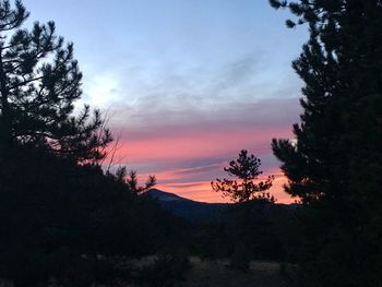 Silhouette trees against sky during sunset