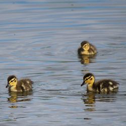 Ducks in water