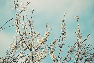 Low angle view of flower tree against sky