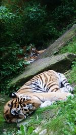 Cheetah on grassy field in forest
