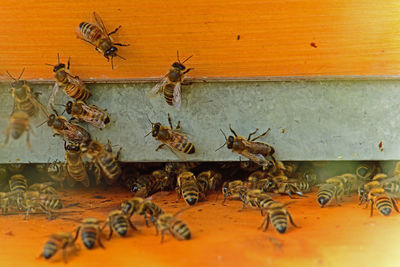 Close-up of bee on the wall