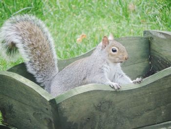 Close-up of squirrel sitting on grass