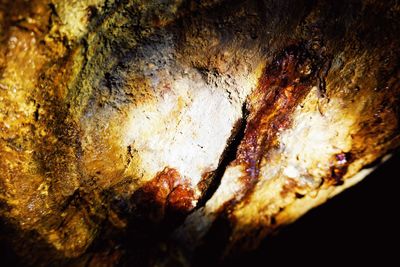 Full frame shot of tree trunk