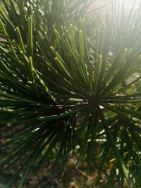 Close-up of pine tree