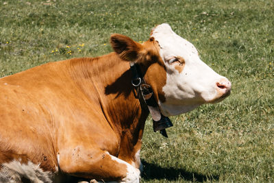 Cows in a field