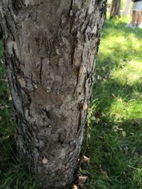 Close-up of tree trunk on field