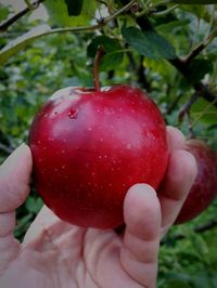 Close-up of hand holding strawberry