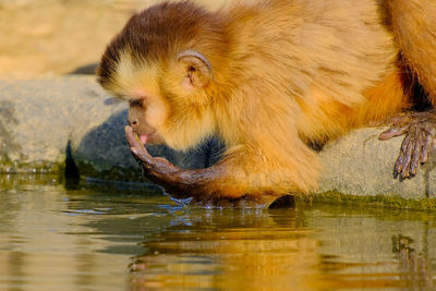 Close-up of monkey