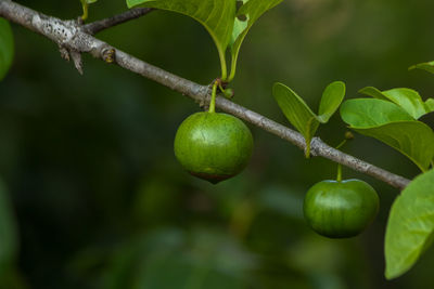 fruit