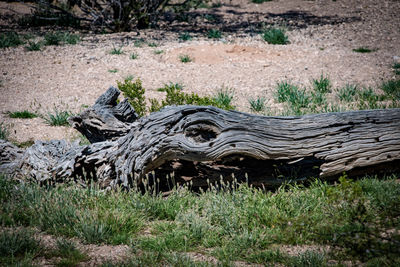 View of driftwood on field