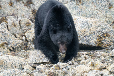 Black cat on rock