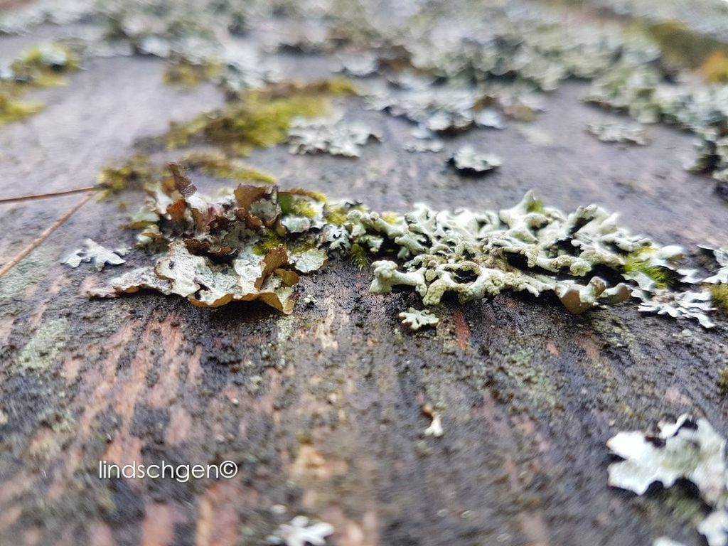 close-up, lichen, fungus, nature, no people, outdoors, textured, day, fragility