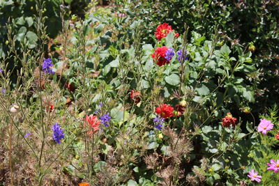 High angle view of flowers blooming in field