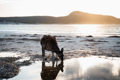 View of dog on beach