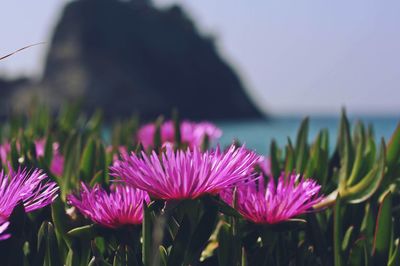 Close-up of pink flowering plants by sea