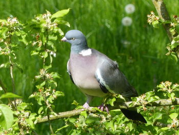 Close-up of bird perching on a plant