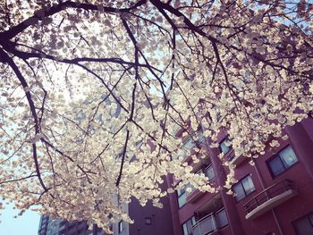 Low angle view of cherry blossoms