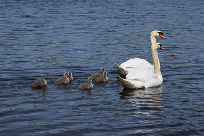 Swans swimming in lake