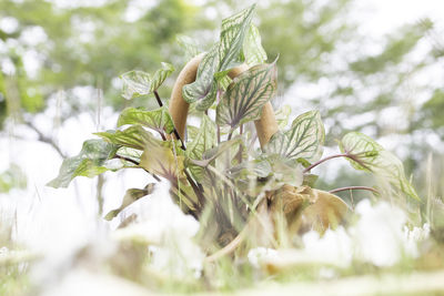 Low angle view of flowering plant