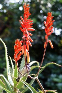 Close-up of red flowering plant