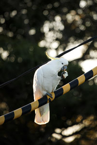 Low angle view of bird perching on cable