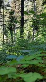 Scenic view of lake amidst trees