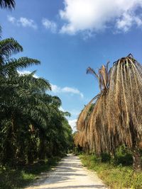 Footpath amidst palm trees against sky