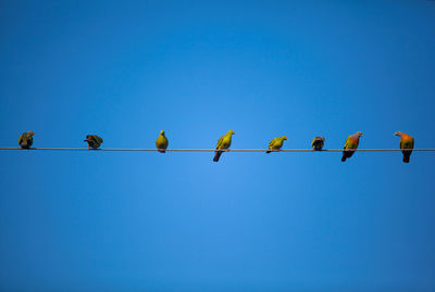 Several birds stand in a blue background.