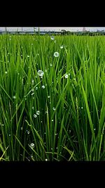 Close-up of crops growing on field