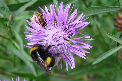 Close-up of bee pollinating on purple flower