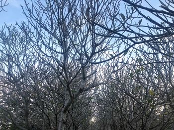 Low angle view of bare trees against sky