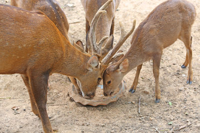 Deer standing on field