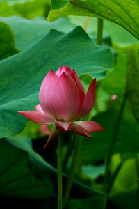 Close-up of pink lotus blooming outdoors