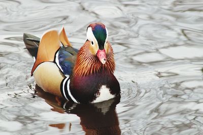 Duck swimming in lake