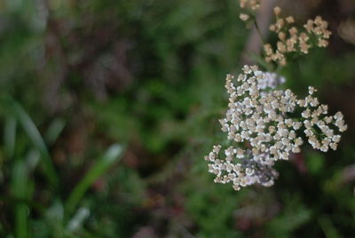 Close-up of white flowering plant