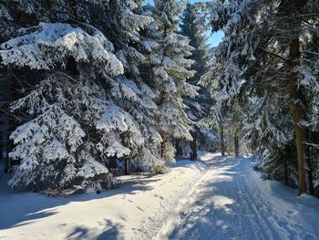 Trees on snow covered landscape