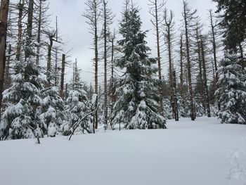 Trees on snow covered field during winter