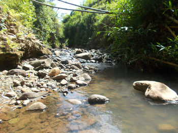 View of stream in forest