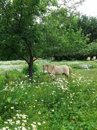 Cows grazing on grassy field