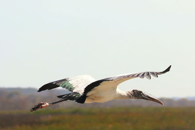 Wood stork flying in the sky
