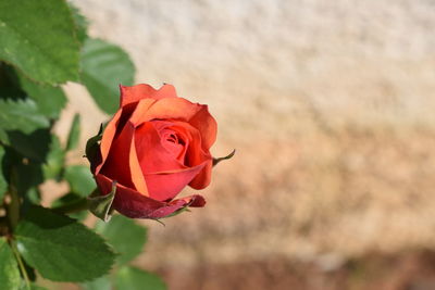 Close-up of insect on flower