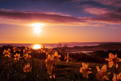 Scenic view of flowering plants on field against sky during sunset