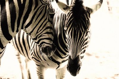 Close-up of giraffes