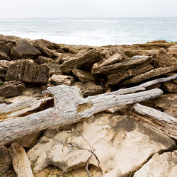 Driftwood on beach