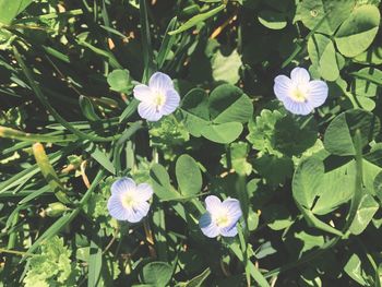 High angle view of purple flowers blooming in water